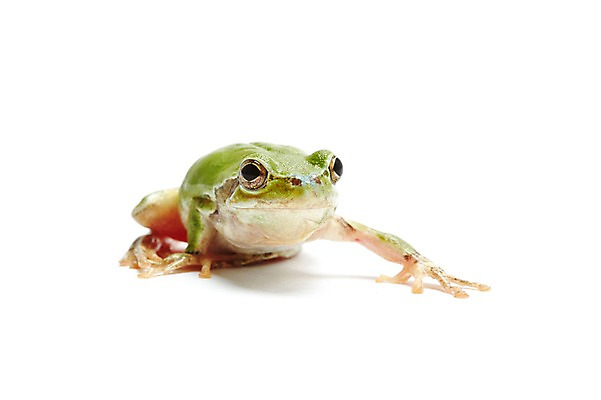 포토 JPG 스튜디오촬영 동물 한마리 육지동물 컬러 실내 개구리 양서류 누끼 근접촬영 사람없음 초록색 청개구리 국내포토 1 뷰포인트 내부 파일형식