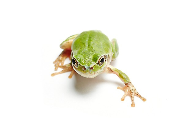 포토 JPG 스튜디오촬영 동물 한마리 육지동물 컬러 실내 개구리 양서류 누끼 근접촬영 사람없음 초록색 청개구리 국내포토 1 뷰포인트 내부 파일형식