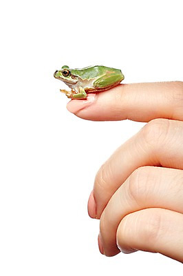 포토 JPG 스튜디오촬영 동물 한마리 육지동물 손 컬러 한손 실내 개구리 양서류 한명 누끼 근접촬영 신체부위 초록색 청개구리 국내포토 1 뷰포인트 사람 내부 파일형식