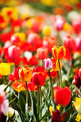 포토 JPG 주간 식물 계절 꽃 컬러 백그라운드 꽃밭 꽃백그라운드 봄꽃 자연 한국 풍경 사람없음 야외 아웃포커스 빨간색 봄풍경 봄 튤립 충청남도 태안 국내포토 자연요소 아시아 촬영기법 생태계 충청도 파일형식