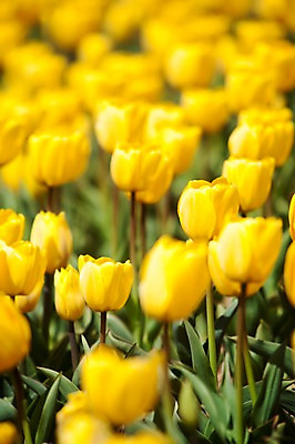 포토 JPG 주간 식물 계절 꽃 컬러 백그라운드 꽃밭 꽃백그라운드 봄꽃 자연 한국 풍경 사람없음 야외 아웃포커스 노란색 봄풍경 봄 튤립 충청남도 태안 국내포토 자연요소 아시아 촬영기법 생태계 충청도 파일형식