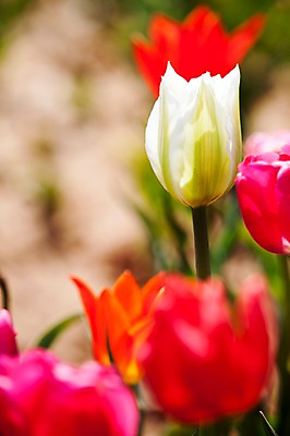 포토 JPG 주간 식물 계절 꽃 컬러 백그라운드 꽃밭 꽃백그라운드 봄꽃 자연 한국 풍경 근접촬영 사람없음 야외 아웃포커스 빨간색 봄풍경 봄 튤립 흰색 충청남도 태안 국내포토 자연요소 아시아 뷰포인트 촬영기법 생태계 충청도 파일형식