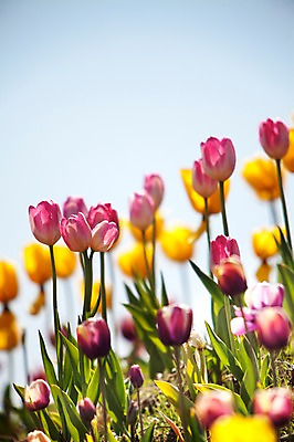 포토 JPG 주간 식물 계절 꽃 컬러 백그라운드 꽃밭 꽃백그라운드 봄꽃 자연 한국 풍경 사람없음 야외 아웃포커스 노란색 보라색 봄풍경 봄 튤립 충청남도 태안 국내포토 자연요소 아시아 촬영기법 생태계 충청도 파일형식