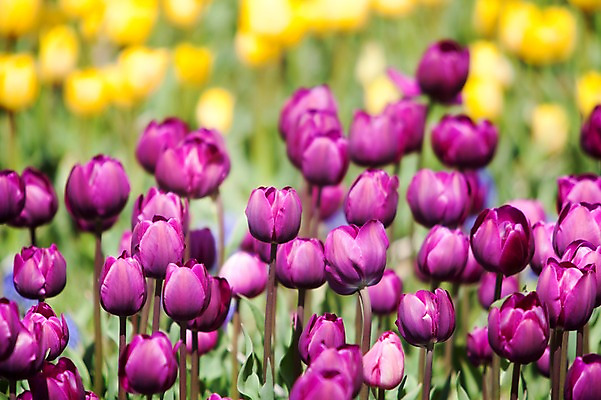 포토 JPG 주간 식물 계절 꽃 컬러 백그라운드 꽃밭 꽃백그라운드 봄꽃 자연 한국 풍경 사람없음 야외 아웃포커스 노란색 보라색 봄풍경 봄 튤립 충청남도 태안 국내포토 자연요소 아시아 촬영기법 생태계 충청도 파일형식