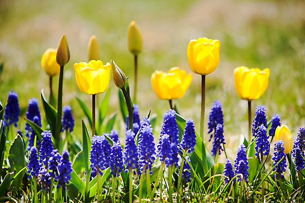 포토 JPG 주간 식물 계절 꽃 컬러 백그라운드 꽃밭 꽃백그라운드 봄꽃 자연 한국 풍경 사람없음 야외 아웃포커스 노란색 보라색 봄풍경 봄 튤립 충청남도 태안 히아신스 국내포토 자연요소 아시아 촬영기법 생태계 충청도 파일형식