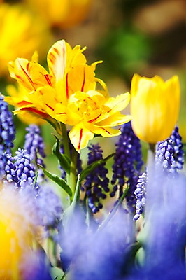 포토 JPG 주간 식물 계절 꽃 컬러 백그라운드 꽃밭 꽃백그라운드 봄꽃 자연 한국 풍경 근접촬영 사람없음 야외 아웃포커스 파란색 노란색 봄풍경 봄 튤립 충청남도 태안 국내포토 자연요소 아시아 뷰포인트 촬영기법 생태계 충청도 파일형식