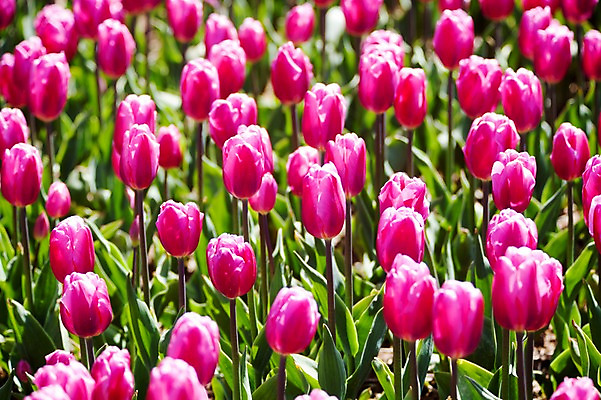 포토 JPG 주간 식물 계절 꽃 컬러 백그라운드 꽃밭 꽃백그라운드 봄꽃 자연 한국 풍경 사람없음 야외 아웃포커스 봄풍경 봄 튤립 충청남도 자주색 태안 국내포토 자연요소 아시아 촬영기법 생태계 충청도 파일형식