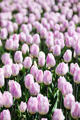 포토 JPG 주간 식물 계절 꽃 분홍색 컬러 백그라운드 꽃밭 꽃백그라운드 봄꽃 자연 한국 풍경 사람없음 야외 아웃포커스 봄풍경 봄 튤립 충청남도 태안 국내포토 자연요소 아시아 촬영기법 생태계 충청도 파일형식