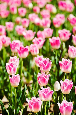 포토 JPG 주간 식물 계절 꽃 분홍색 컬러 백그라운드 꽃밭 꽃백그라운드 봄꽃 자연 한국 풍경 사람없음 야외 아웃포커스 봄풍경 봄 튤립 충청남도 태안 국내포토 자연요소 아시아 촬영기법 생태계 충청도 파일형식