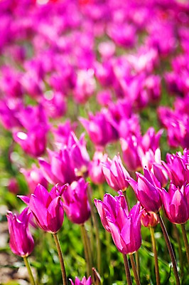 포토 JPG 주간 식물 계절 꽃 컬러 백그라운드 꽃밭 꽃백그라운드 봄꽃 자연 한국 풍경 사람없음 야외 아웃포커스 보라색 봄풍경 봄 충청남도 태안 국내포토 자연요소 아시아 촬영기법 생태계 충청도 파일형식