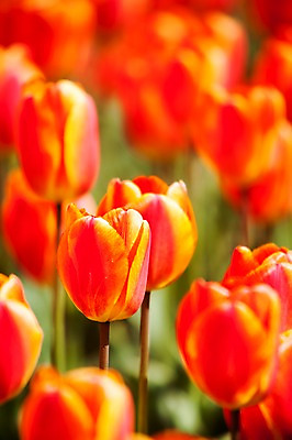 포토 JPG 주간 식물 계절 꽃 컬러 백그라운드 꽃밭 꽃백그라운드 봄꽃 자연 한국 풍경 근접촬영 사람없음 야외 아웃포커스 빨간색 봄풍경 봄 튤립 충청남도 태안 국내포토 자연요소 아시아 뷰포인트 촬영기법 생태계 충청도 파일형식