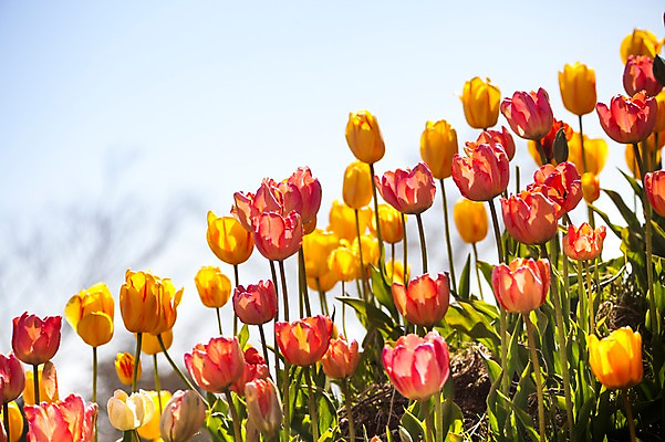 포토 JPG 주간 식물 계절 꽃 컬러 백그라운드 꽃밭 꽃백그라운드 봄꽃 자연 한국 풍경 사람없음 야외 아웃포커스 빨간색 노란색 봄풍경 봄 튤립 충청남도 태안 국내포토 자연요소 아시아 촬영기법 생태계 충청도 파일형식