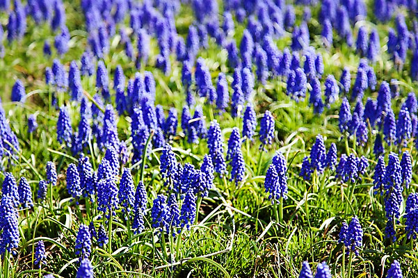 포토 JPG 주간 식물 계절 꽃 컬러 백그라운드 꽃밭 꽃백그라운드 봄꽃 자연 한국 풍경 사람없음 야외 아웃포커스 보라색 봄풍경 봄 충청남도 태안 히아신스 국내포토 자연요소 아시아 촬영기법 생태계 충청도 파일형식