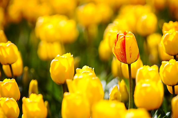 포토 JPG 주간 식물 계절 꽃 컬러 백그라운드 꽃밭 꽃백그라운드 봄꽃 자연 한국 풍경 근접촬영 사람없음 야외 아웃포커스 노란색 봄풍경 봄 튤립 충청남도 태안 국내포토 자연요소 아시아 뷰포인트 촬영기법 생태계 충청도 파일형식