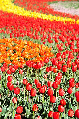 포토 JPG 주간 식물 계절 꽃 컬러 백그라운드 꽃밭 꽃백그라운드 봄꽃 자연 한국 풍경 사람없음 야외 아웃포커스 빨간색 노란색 주황색 봄풍경 봄 튤립 충청남도 태안 국내포토 자연요소 아시아 촬영기법 생태계 충청도 파일형식