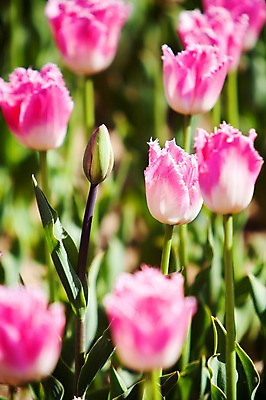 포토 JPG 주간 식물 계절 꽃 분홍색 컬러 백그라운드 꽃밭 꽃백그라운드 봄꽃 자연 한국 풍경 사람없음 야외 아웃포커스 봄풍경 봄 튤립 충청남도 태안 국내포토 자연요소 아시아 촬영기법 생태계 충청도 파일형식