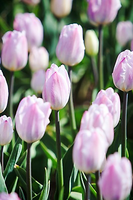 포토 JPG 주간 식물 계절 꽃 분홍색 컬러 백그라운드 꽃밭 꽃백그라운드 봄꽃 자연 한국 풍경 사람없음 야외 아웃포커스 봄풍경 봄 튤립 충청남도 태안 국내포토 자연요소 아시아 촬영기법 생태계 충청도 파일형식