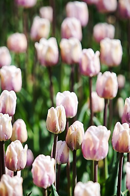 포토 JPG 주간 식물 계절 꽃 분홍색 컬러 백그라운드 꽃밭 꽃백그라운드 봄꽃 자연 한국 풍경 사람없음 야외 아웃포커스 봄풍경 봄 튤립 충청남도 태안 국내포토 자연요소 아시아 촬영기법 생태계 충청도 파일형식