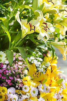 포토 JPG 주간 식물 계절 꽃 컬러 백그라운드 꽃밭 꽃백그라운드 봄꽃 자연 한국 풍경 사람없음 야외 아웃포커스 노란색 봄풍경 봄 흰색 충청남도 백합 태안 국내포토 자연요소 아시아 촬영기법 생태계 충청도 파일형식