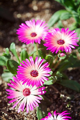 포토 JPG 주간 식물 계절 꽃 컬러 백그라운드 꽃밭 꽃백그라운드 봄꽃 자연 한국 풍경 사람없음 야외 아웃포커스 보라색 봄풍경 봄 충청남도 태안 국내포토 자연요소 아시아 촬영기법 생태계 충청도 파일형식