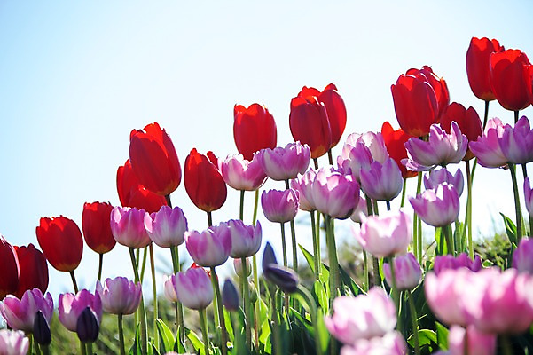 포토 JPG 주간 식물 계절 꽃 분홍색 컬러 백그라운드 꽃밭 꽃백그라운드 봄꽃 자연 한국 풍경 사람없음 야외 아웃포커스 빨간색 봄풍경 봄 튤립 충청남도 태안 국내포토 자연요소 아시아 촬영기법 생태계 충청도 파일형식