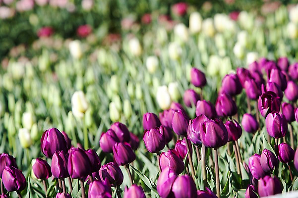 포토 JPG 주간 식물 계절 꽃 컬러 배경화면 백그라운드 꽃밭 꽃백그라운드 봄꽃 자연 한국 풍경 사람없음 야외 아웃포커스 보라색 봄풍경 봄 튤립 충청남도 태안 국내포토 자연요소 아시아 촬영기법 생태계 충청도 파일형식