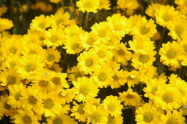 포토 JPG 주간 식물 계절 꽃 컬러 백그라운드 꽃밭 꽃백그라운드 봄꽃 자연 한국 국화 풍경 근접촬영 사람없음 야외 아웃포커스 노란색 봄풍경 봄 충청남도 소국 태안 국내포토 자연요소 아시아 뷰포인트 촬영기법 생태계 충청도 파일형식