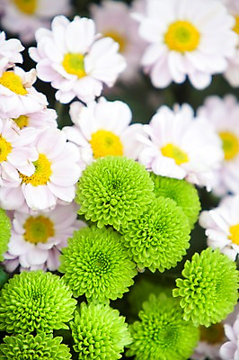 포토 JPG 주간 식물 계절 꽃 컬러 백그라운드 꽃밭 꽃백그라운드 봄꽃 자연 한국 국화 풍경 근접촬영 사람없음 야외 아웃포커스 연두색 봄풍경 봄 흰색 충청남도 소국 태안 그린소국 국내포토 자연요소 아시아 뷰포인트 촬영기법 초록색 생태계 충청도 파일형식