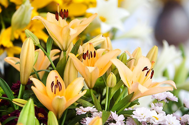 포토 JPG 주간 식물 계절 꽃 컬러 백그라운드 꽃밭 꽃백그라운드 봄꽃 자연 한국 풍경 근접촬영 사람없음 야외 아웃포커스 봄풍경 봄 흰색 충청남도 백합 태안 국내포토 자연요소 아시아 뷰포인트 촬영기법 생태계 충청도 파일형식