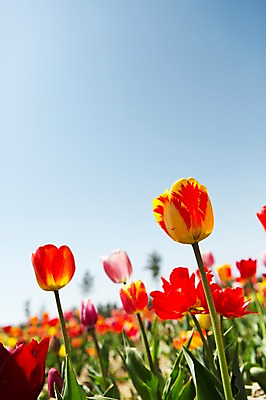 포토 JPG 주간 식물 계절 꽃 컬러 백그라운드 꽃밭 꽃백그라운드 봄꽃 자연 한국 풍경 사람없음 야외 아웃포커스 빨간색 봄풍경 봄 튤립 충청남도 태안 국내포토 자연요소 아시아 촬영기법 생태계 충청도 파일형식