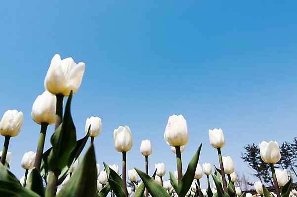 포토 JPG 주간 식물 계절 꽃 컬러 백그라운드 꽃밭 꽃백그라운드 봄꽃 자연 한국 풍경 사람없음 야외 봄풍경 봄 튤립 흰색 충청남도 태안 국내포토 자연요소 아시아 생태계 충청도 파일형식