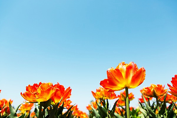 포토 JPG 주간 식물 계절 꽃 컬러 백그라운드 꽃밭 꽃백그라운드 봄꽃 자연 한국 풍경 사람없음 야외 아웃포커스 주황색 봄풍경 봄 충청남도 태안 국내포토 자연요소 아시아 촬영기법 생태계 충청도 파일형식