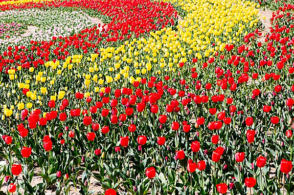 포토 JPG 주간 식물 계절 꽃 컬러 백그라운드 꽃밭 꽃백그라운드 봄꽃 자연 한국 풍경 사람없음 야외 아웃포커스 빨간색 노란색 봄풍경 봄 튤립 충청남도 태안 국내포토 자연요소 아시아 촬영기법 생태계 충청도 파일형식