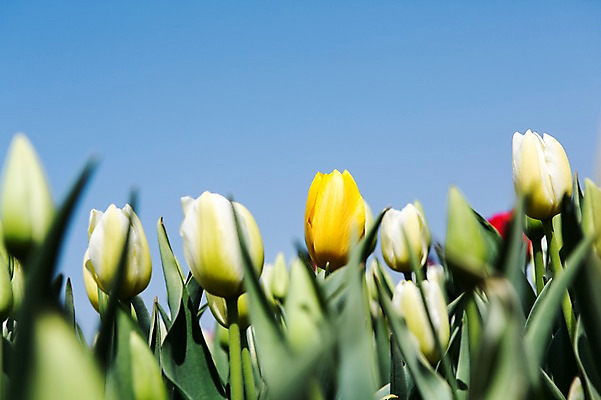 포토 JPG 주간 식물 계절 꽃 컬러 백그라운드 꽃밭 꽃백그라운드 봄꽃 자연 한국 풍경 사람없음 야외 아웃포커스 노란색 봄풍경 봄 튤립 흰색 충청남도 태안 국내포토 자연요소 아시아 촬영기법 생태계 충청도 파일형식