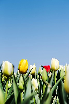 포토 JPG 주간 식물 계절 꽃 컬러 백그라운드 꽃밭 꽃백그라운드 봄꽃 자연 한국 풍경 사람없음 야외 아웃포커스 노란색 봄풍경 봄 튤립 흰색 충청남도 태안 국내포토 자연요소 아시아 촬영기법 생태계 충청도 파일형식