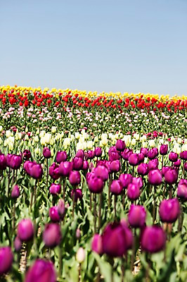 포토 JPG 주간 식물 계절 꽃 컬러 백그라운드 꽃밭 꽃백그라운드 봄꽃 자연 한국 풍경 사람없음 야외 아웃포커스 보라색 봄풍경 봄 튤립 충청남도 태안 국내포토 자연요소 아시아 촬영기법 생태계 충청도 파일형식