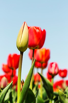 포토 JPG 주간 식물 계절 꽃 컬러 백그라운드 꽃밭 꽃백그라운드 봄꽃 자연 한국 풍경 사람없음 야외 아웃포커스 빨간색 봄풍경 봄 튤립 충청남도 봉오리 태안 국내포토 자연요소 아시아 촬영기법 생태계 충청도 파일형식