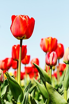 포토 JPG 주간 식물 계절 꽃 컬러 백그라운드 꽃밭 꽃백그라운드 봄꽃 자연 한국 풍경 사람없음 야외 아웃포커스 빨간색 봄풍경 봄 튤립 충청남도 태안 국내포토 자연요소 아시아 촬영기법 생태계 충청도 파일형식