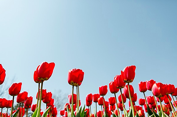 포토 JPG 주간 식물 계절 꽃 컬러 백그라운드 꽃밭 꽃백그라운드 봄꽃 자연 한국 풍경 사람없음 야외 빨간색 봄풍경 봄 튤립 충청남도 태안 국내포토 자연요소 아시아 생태계 충청도 파일형식