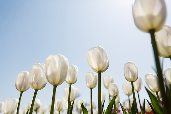 포토 JPG 주간 식물 계절 꽃 컬러 백그라운드 꽃밭 꽃백그라운드 봄꽃 자연 한국 풍경 사람없음 야외 아웃포커스 봄풍경 봄 튤립 흰색 충청남도 태안 국내포토 자연요소 아시아 촬영기법 생태계 충청도 파일형식