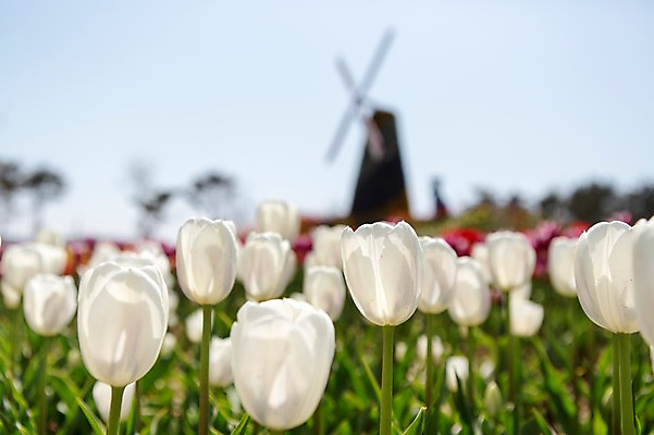 포토 JPG 주간 식물 건축물 계절 꽃 컬러 배경화면 백그라운드 꽃밭 꽃백그라운드 봄꽃 자연 한국 풍경 사람없음 야외 건물 아웃포커스 봄풍경 봄 풍차 튤립 흰색 충청남도 태안 국내포토 자연요소 건축 아시아 촬영기법 생태계 충청도 파일형식