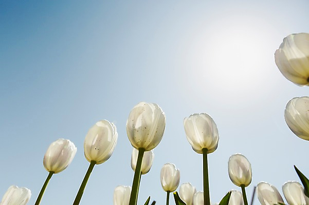 포토 JPG 주간 식물 계절 꽃 로우앵글 컬러 백그라운드 꽃밭 꽃백그라운드 봄꽃 자연 한국 풍경 사람없음 야외 아웃포커스 햇빛 반사 봄풍경 봄 튤립 흰색 충청남도 태안 국내포토 자연요소 아시아 뷰포인트 촬영기법 태양 생태계 충청도 파일형식