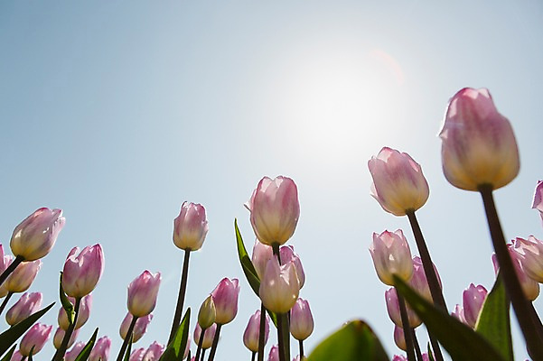 포토 JPG 주간 식물 계절 꽃 로우앵글 분홍색 컬러 백그라운드 꽃밭 꽃백그라운드 봄꽃 자연 한국 풍경 사람없음 야외 아웃포커스 햇빛 반사 봄풍경 봄 튤립 충청남도 태안 국내포토 자연요소 아시아 뷰포인트 촬영기법 태양 생태계 충청도 파일형식
