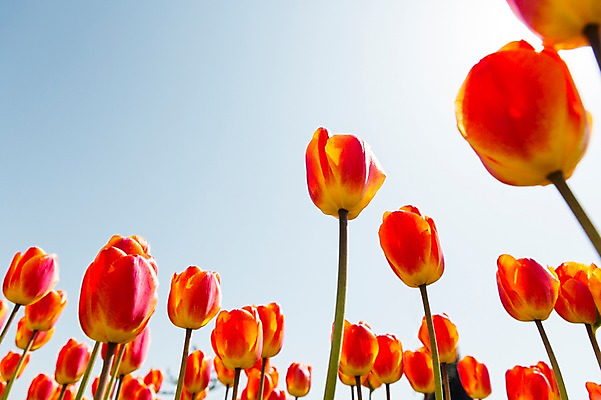 포토 JPG 주간 식물 계절 꽃 로우앵글 컬러 백그라운드 꽃밭 꽃백그라운드 봄꽃 자연 한국 풍경 사람없음 야외 아웃포커스 빨간색 햇빛 봄풍경 봄 튤립 충청남도 태안 국내포토 자연요소 아시아 뷰포인트 촬영기법 태양 생태계 충청도 파일형식