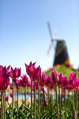 포토 JPG 주간 식물 건축물 계절 꽃 컬러 백그라운드 꽃밭 꽃백그라운드 봄꽃 자연 한국 풍경 사람없음 야외 건물 아웃포커스 보라색 봄풍경 봄 풍차 충청남도 태안 국내포토 자연요소 건축 아시아 촬영기법 생태계 충청도 파일형식
