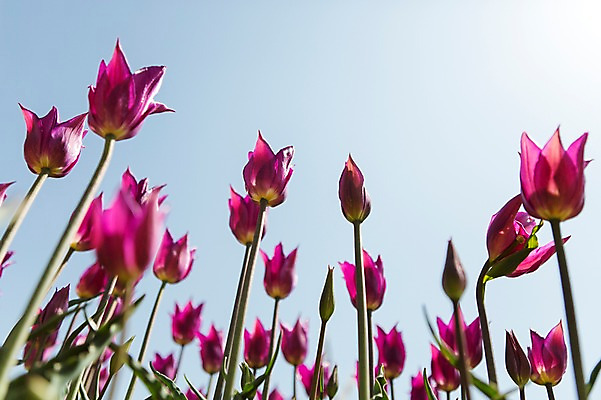 포토 JPG 주간 식물 계절 꽃 로우앵글 컬러 백그라운드 꽃밭 꽃백그라운드 봄꽃 자연 한국 풍경 사람없음 야외 아웃포커스 햇빛 반사 보라색 봄풍경 봄 충청남도 태안 국내포토 자연요소 아시아 뷰포인트 촬영기법 태양 생태계 충청도 파일형식