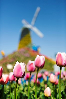 포토 JPG 주간 식물 건축물 계절 꽃 분홍색 컬러 백그라운드 꽃밭 꽃백그라운드 봄꽃 자연 한국 풍경 사람없음 야외 건물 아웃포커스 봄풍경 봄 풍차 튤립 충청남도 태안 국내포토 자연요소 건축 아시아 촬영기법 생태계 충청도 파일형식