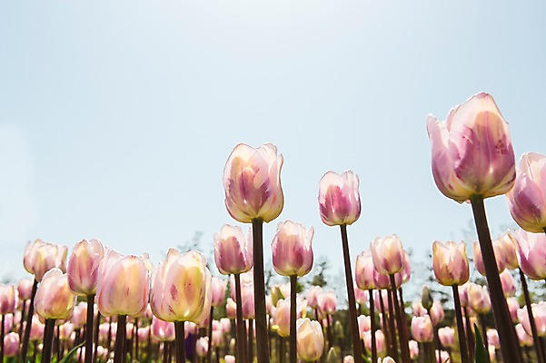 포토 JPG 주간 식물 계절 꽃 분홍색 컬러 백그라운드 꽃밭 꽃백그라운드 봄꽃 자연 한국 풍경 사람없음 야외 아웃포커스 햇빛 반사 봄풍경 봄 튤립 충청남도 태안 국내포토 자연요소 아시아 촬영기법 태양 생태계 충청도 파일형식