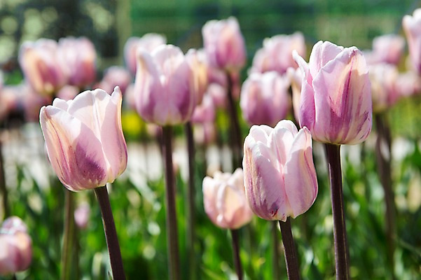 포토 JPG 주간 식물 계절 꽃 분홍색 컬러 백그라운드 꽃밭 꽃백그라운드 봄꽃 자연 한국 풍경 사람없음 야외 아웃포커스 봄풍경 봄 튤립 충청남도 태안 국내포토 자연요소 아시아 촬영기법 생태계 충청도 파일형식