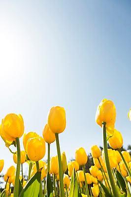 포토 JPG 주간 식물 계절 꽃 컬러 백그라운드 꽃밭 꽃백그라운드 봄꽃 자연 한국 풍경 근접촬영 사람없음 야외 아웃포커스 햇빛 반사 노란색 봄풍경 봄 튤립 충청남도 태안 국내포토 자연요소 아시아 뷰포인트 촬영기법 태양 생태계 충청도 파일형식